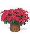 Merry Poinsettia