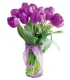 Purple Tulips