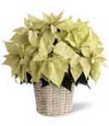 Snow White Poinsettia